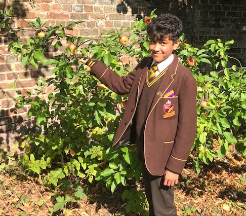 boy attending to an apple orchard